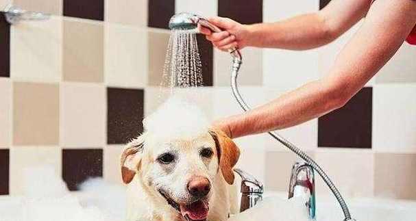 家狗体臭原因大揭秘｜科学护理全攻略