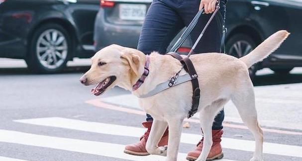 导盲犬全攻略｜品种、训练与责任详解(图3)