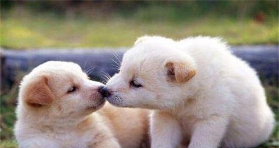 狗出生数量影响因素解析｜科学管理全攻略(图2)