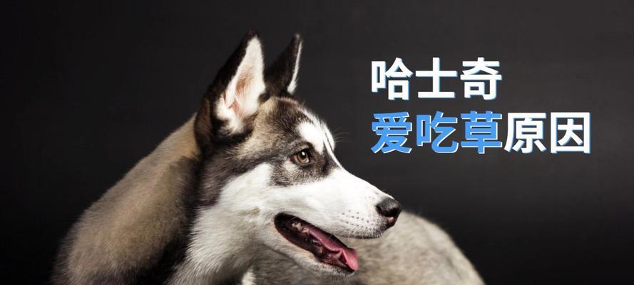 狗狗吃草原因及安全指南｜全面解析与注意事项(图2)