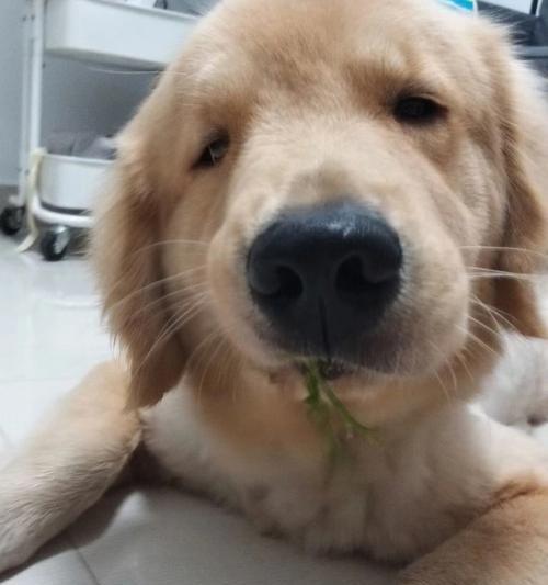 狗狗吃草原因及安全指南｜全面解析与注意事项(图3)