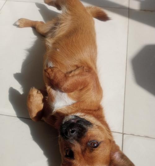 狗伸舌头原因揭秘｜生理与心理双重解析(图2)