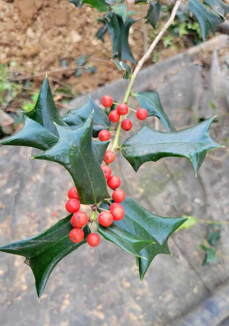 狗狗吃草原因及安全指南｜全面解析与注意事项