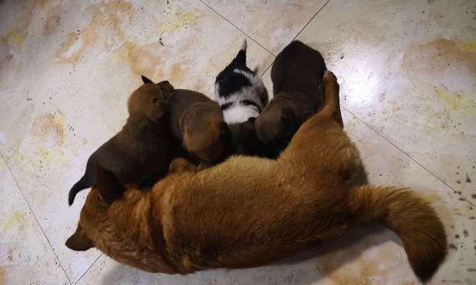 狗出生数量影响因素解析｜科学管理全攻略(图3)