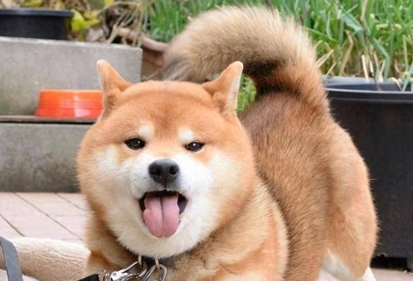 狗伸舌头原因揭秘｜生理与心理双重解析