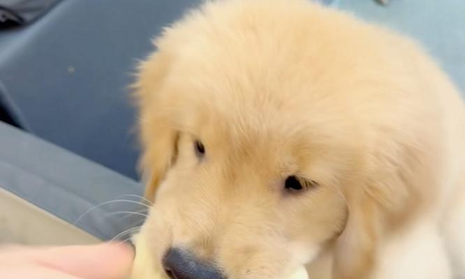 四个月金毛营养需求与狗粮选择指南｜喂养全攻略(图1)