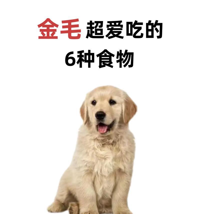 四个月金毛营养需求与狗粮选择指南｜喂养全攻略(图3)