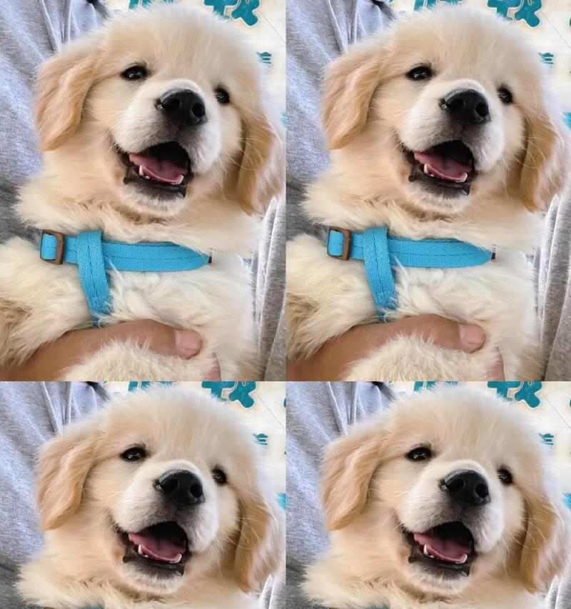 四个月金毛营养需求与狗粮选择指南｜喂养全攻略(图2)