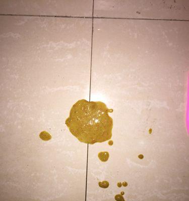 泰迪狗吐食原因及治疗方案｜实用指南