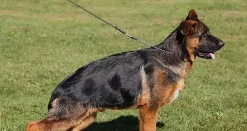 自贡德牧种公挑选指南|全面解析优质种公标准(图3) 自贡德牧种公挑选指南|全面解析优质种公标准(图3)