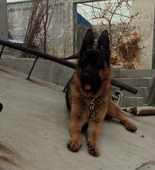 自贡德牧种公挑选指南|全面解析优质种公标准(图2) 自贡德牧种公挑选指南|全面解析优质种公标准(图2)