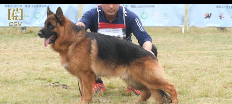 自贡德牧种公挑选指南|全面解析优质种公标准(图1) 自贡德牧种公挑选指南|全面解析优质种公标准(图1)