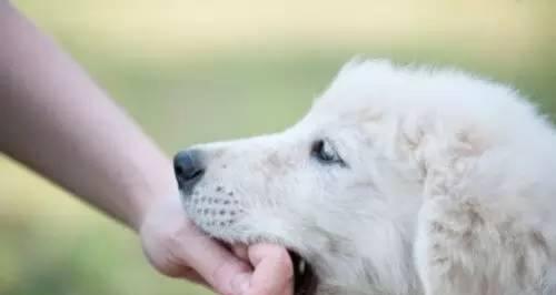 被宠物狗咬后忌口食物指南|伤口恢复注意事项(图3) 被宠物狗咬后忌口食物指南|伤口恢复注意事项(图3)