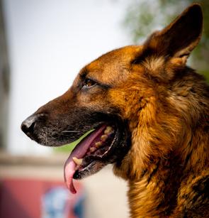 被宠物狗咬后忌口食物指南|伤口恢复注意事项(图1) 被宠物狗咬后忌口食物指南|伤口恢复注意事项(图1)