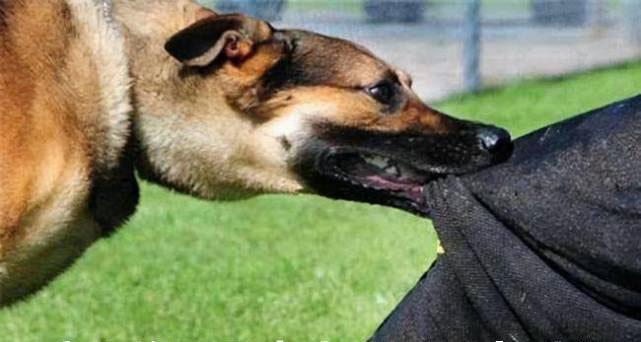 被宠物狗咬后忌口食物指南|伤口恢复注意事项(图2) 被宠物狗咬后忌口食物指南|伤口恢复注意事项(图2)