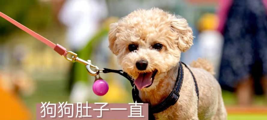 小狗咕咕叫原因解析｜科学理解与应对全攻略(图2)