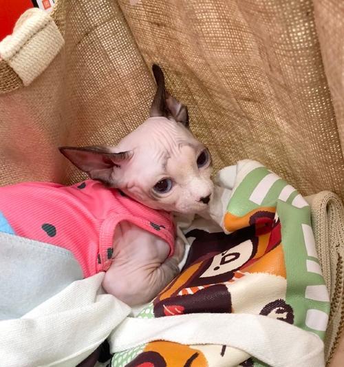 小狗咕咕叫原因解析｜科学理解与应对全攻略(图1)