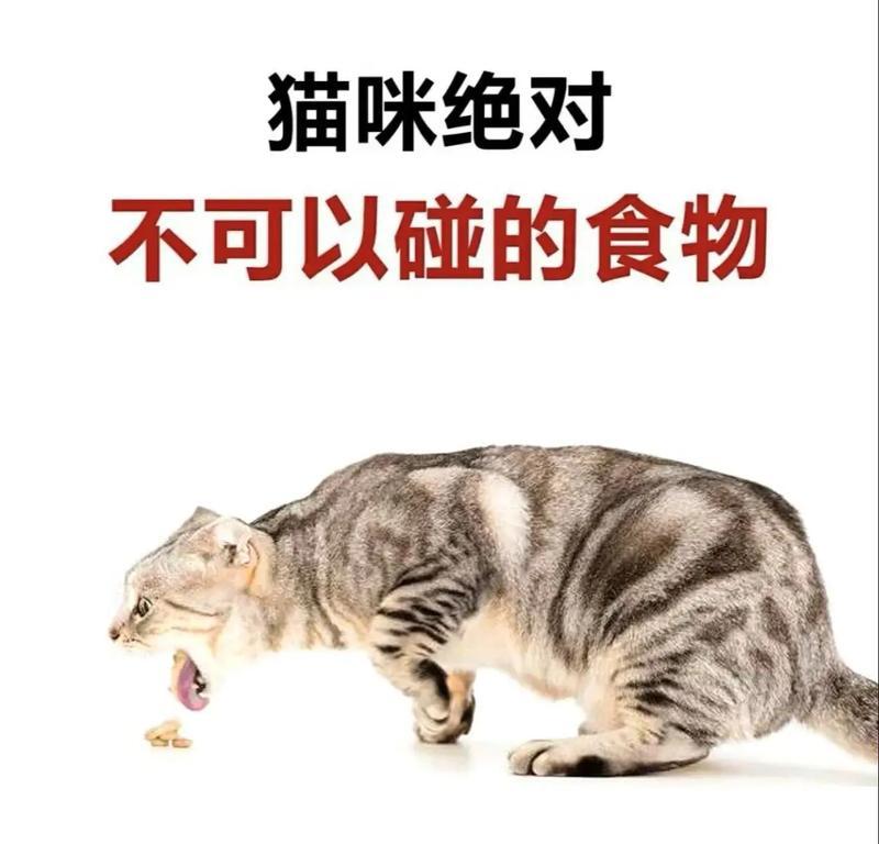 猫咪清淡饮食指南|科学喂养全攻略(图2) 猫咪清淡饮食指南|科学喂养全攻略(图2)