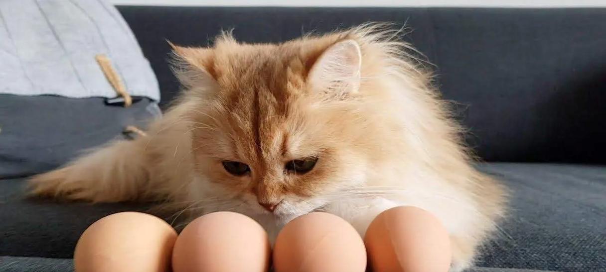 猫咪清淡饮食指南｜科学喂养全攻略