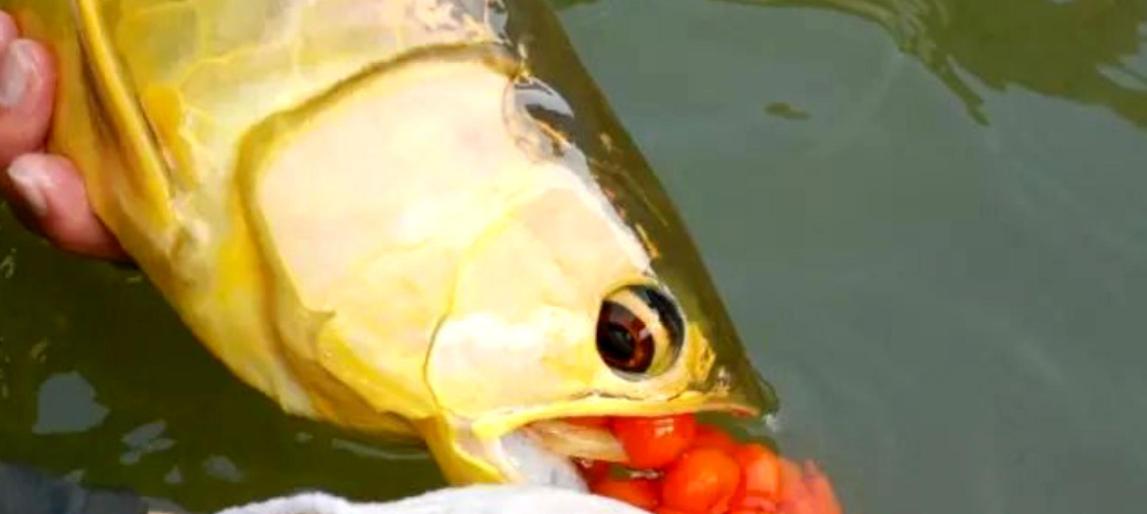 金鱼产卵环境优化全攻略｜关键因素详解(图2)