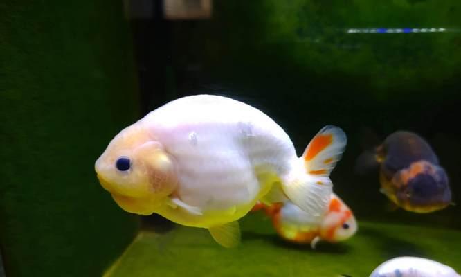 金鱼产卵环境优化全攻略｜关键因素详解