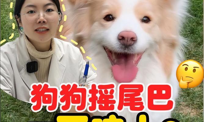 狗摇尾巴的含义与原因解析｜宠物行为全攻略(图2)