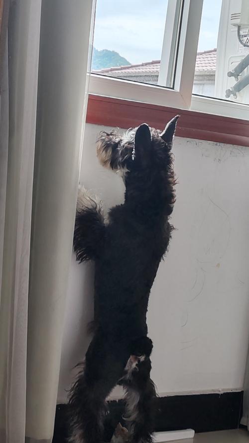 狗摇尾巴的含义与原因解析｜宠物行为全攻略(图3)