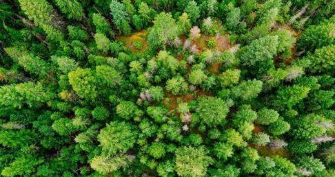 金鱼产卵环境优化全攻略｜关键因素详解(图3)