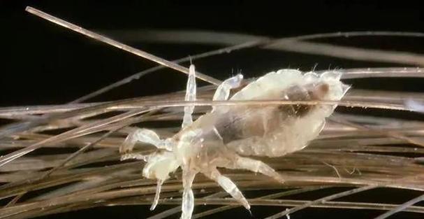 猫身上虱子解析与防治全攻略(图1) 猫身上虱子解析与防治全攻略(图1)