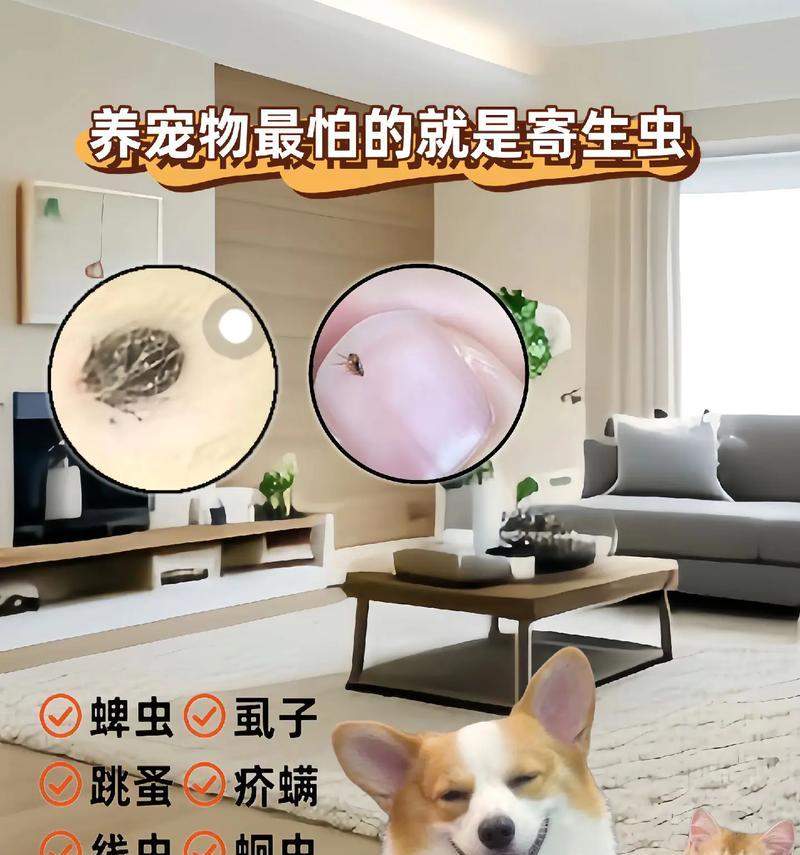 猫身上虱子解析与防治全攻略(图3) 猫身上虱子解析与防治全攻略(图3)