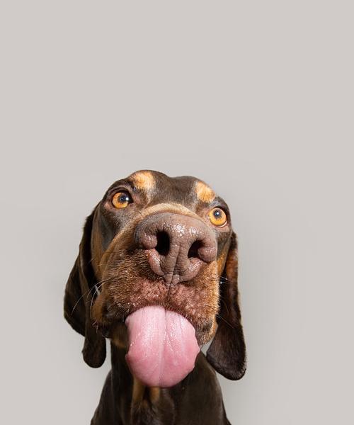 狗狗不停舔嘴巴原因揭秘｜科学应对全攻略(图2)