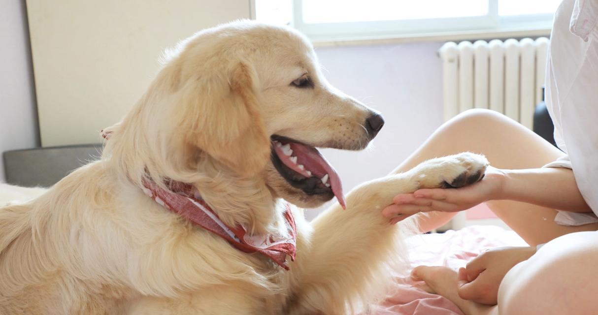 狗狗不停舔嘴巴原因揭秘｜科学应对全攻略