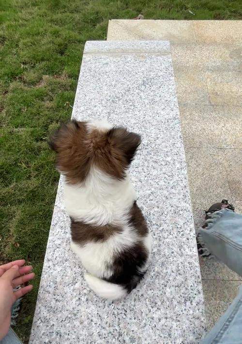 狗摇尾巴的含义与原因解析｜宠物行为全攻略(图1)