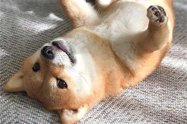 狗狗是否超重怎么判断｜体重标准实用指南(图1)