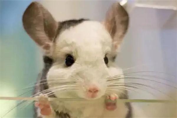 被龙猫咬了没出血要不要打疫苗｜处理与预防全攻略