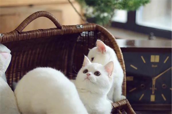 猫咪膀胱炎原因与治疗指南｜科学护理全解析(图2)