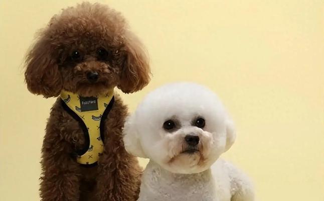 小女孩养宠物指南|选择适合的宠物培养责任感与爱心(图2) 小女孩养宠物指南|选择适合的宠物培养责任感与爱心(图2)