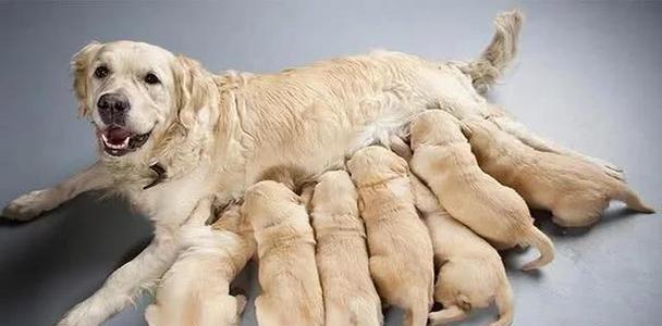 狗狗生产后饮食禁忌与注意事项|新手养犬指南(图3) 狗狗生产后饮食禁忌与注意事项|新手养犬指南(图3)