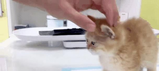 小猫健康检查的重要性|全面指南(图3) 小猫健康检查的重要性|全面指南(图3)