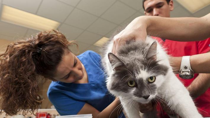 小猫健康检查的重要性|全面指南(图1) 小猫健康检查的重要性|全面指南(图1)