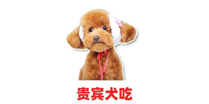 小贵宾狗粮挑选指南｜科学喂养核心技巧