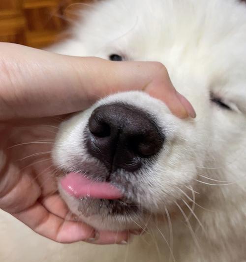 狗鼻子形状奥秘与功能解析｜科学揭秘全攻略