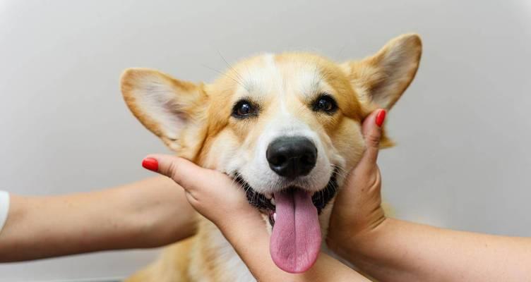 狗狗舔主人嘴的原因解析|行为动机全攻略(图2) 狗狗舔主人嘴的原因解析|行为动机全攻略(图2)