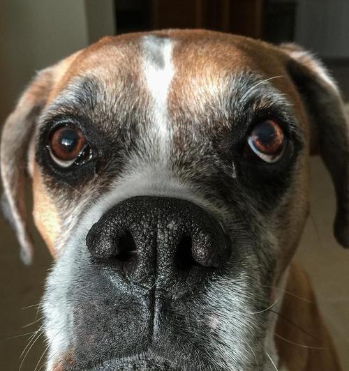 狗鼻子形状奥秘与功能解析｜科学揭秘全攻略(图3)