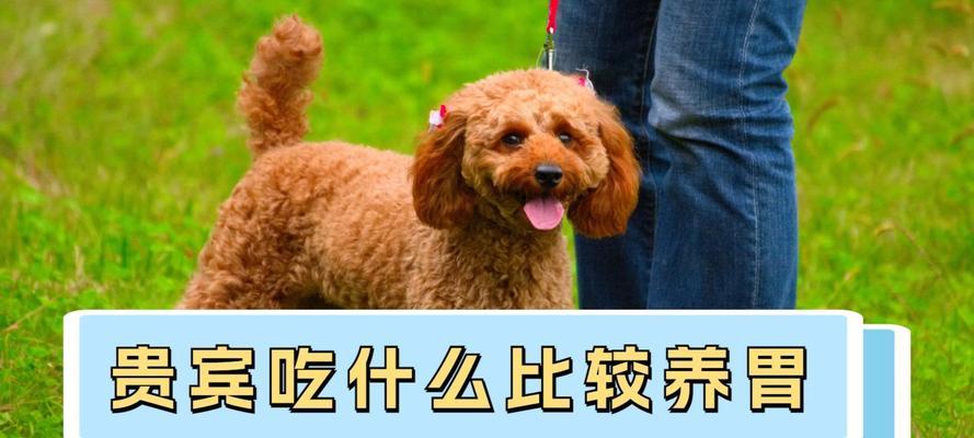 小贵宾狗粮挑选指南｜科学喂养核心技巧(图3)