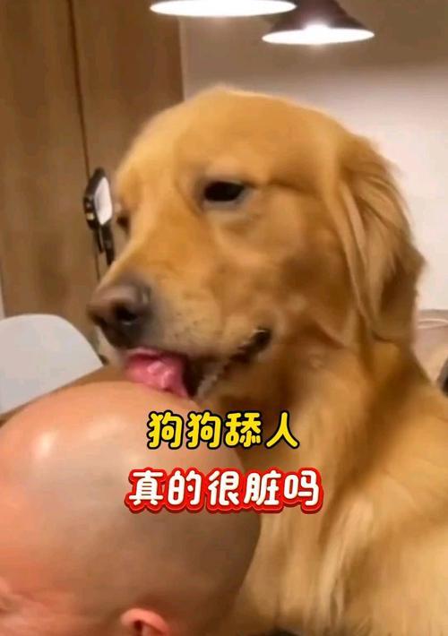 狗狗舔主人嘴的原因解析|行为动机全攻略(图3) 狗狗舔主人嘴的原因解析|行为动机全攻略(图3)