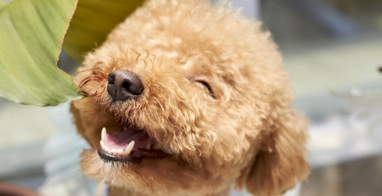 小贵宾狗粮挑选指南｜科学喂养核心技巧(图2)