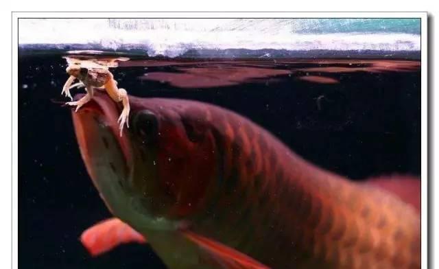 银龙鱼科学饲养指南｜健康成长全要点(图2)