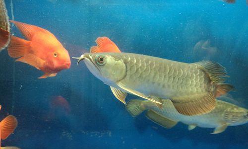 银龙鱼科学饲养指南｜健康成长全要点(图3)