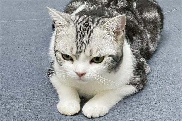 猫咪夜里一直叫原因解析｜常见问题应对全攻略(图1)